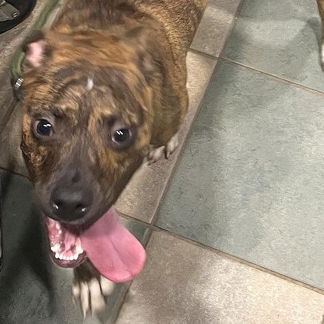 Enlarge Wetzel, a Adoptable Mixed Breed in Chattanooga, TN image 2/2