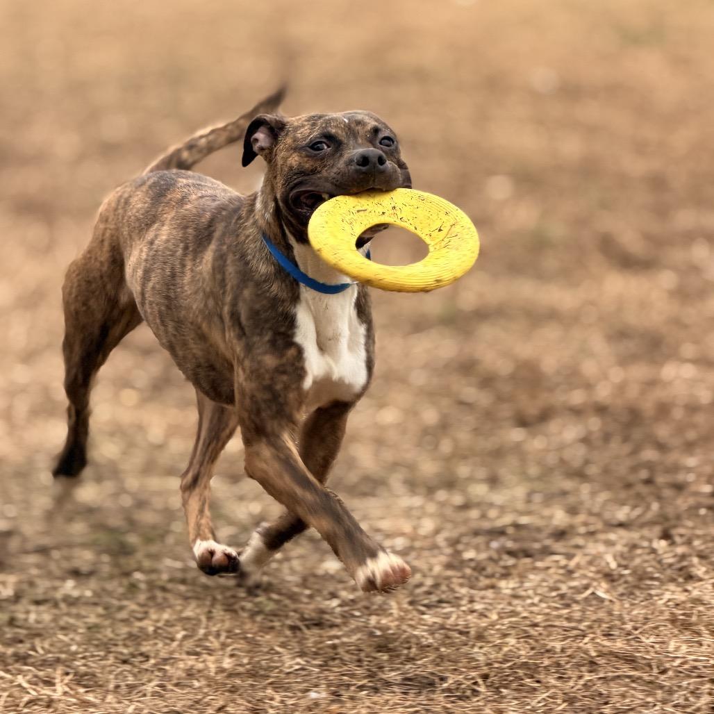 Enlarge Wetzel, a Adoptable Mixed Breed in Chattanooga, TN image 5/6