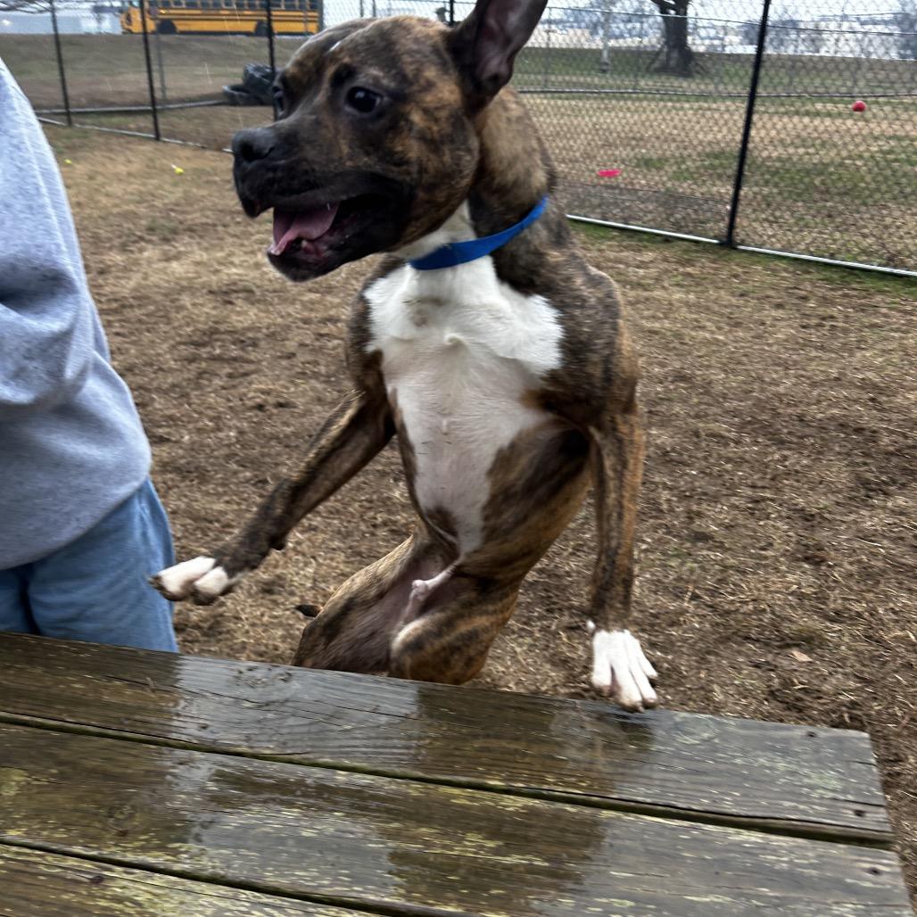 Enlarge Wetzel, a Adoptable Mixed Breed in Chattanooga, TN image 6/6