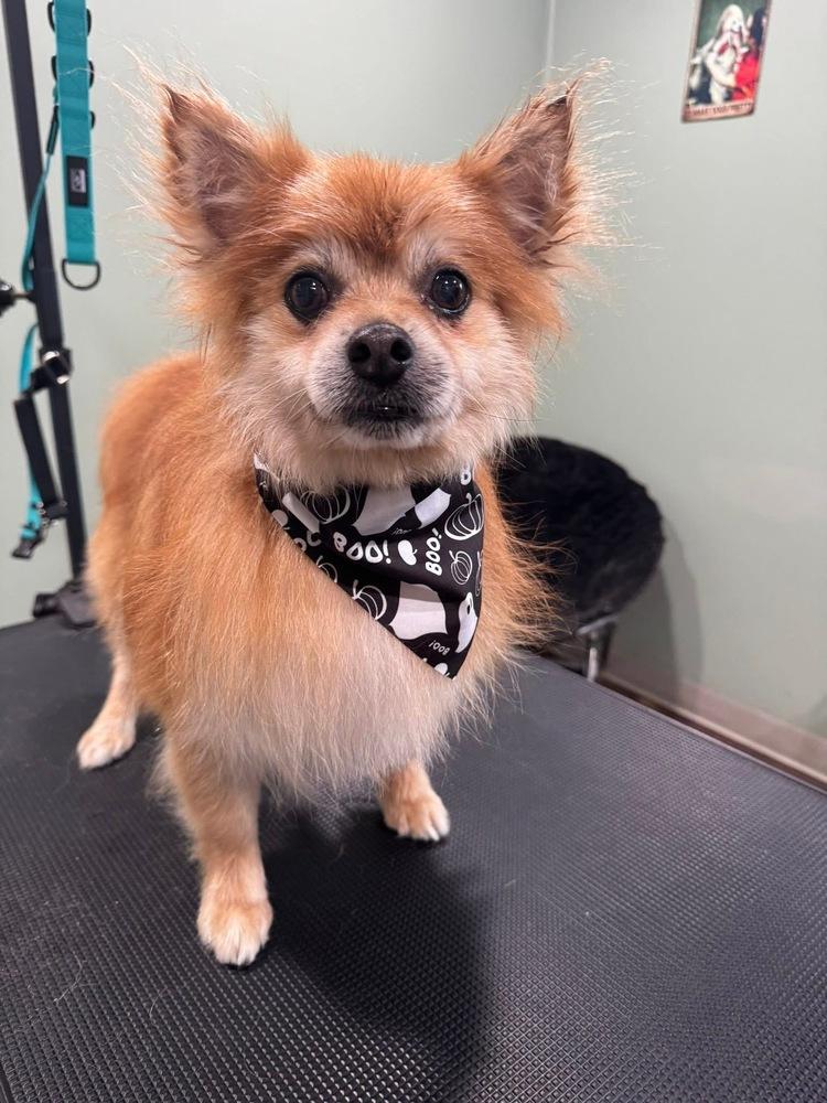 Hero, a Adoptable Pomeranian image 1/6