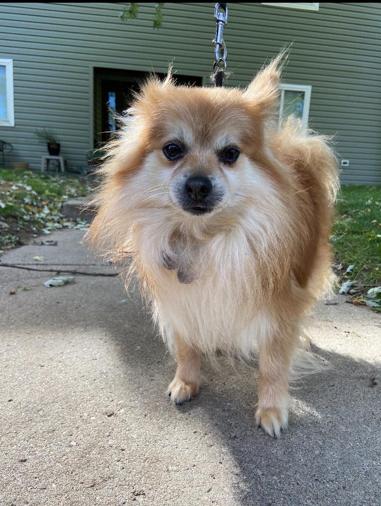 Hero, a Adoptable Pomeranian image 2/6