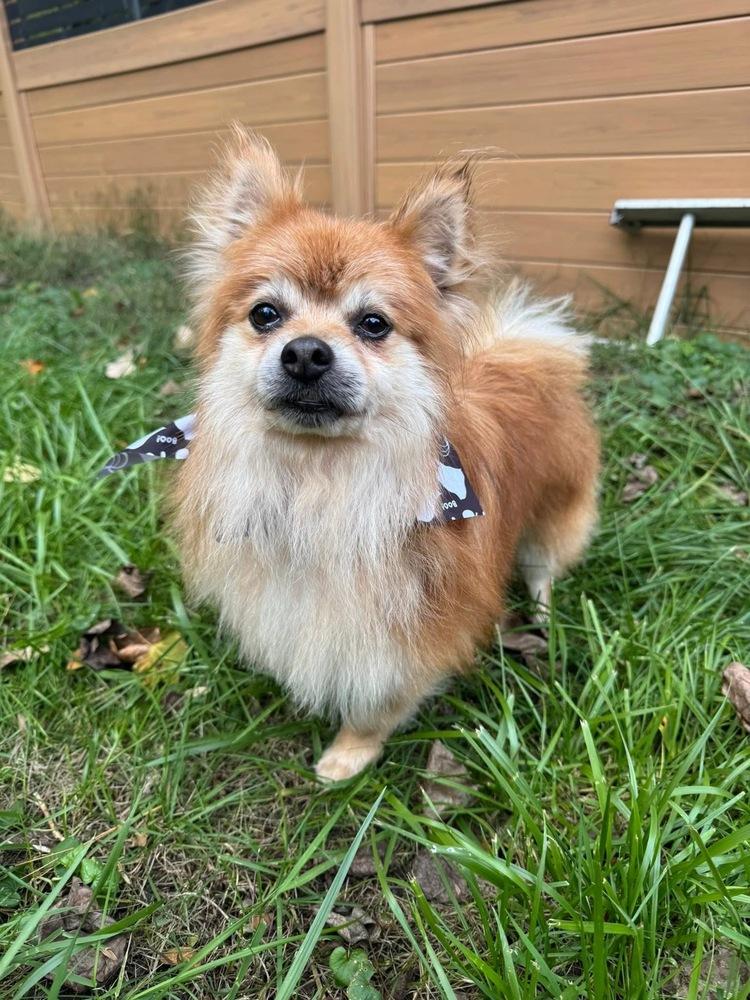 Hero, a Adoptable Pomeranian image 3/6