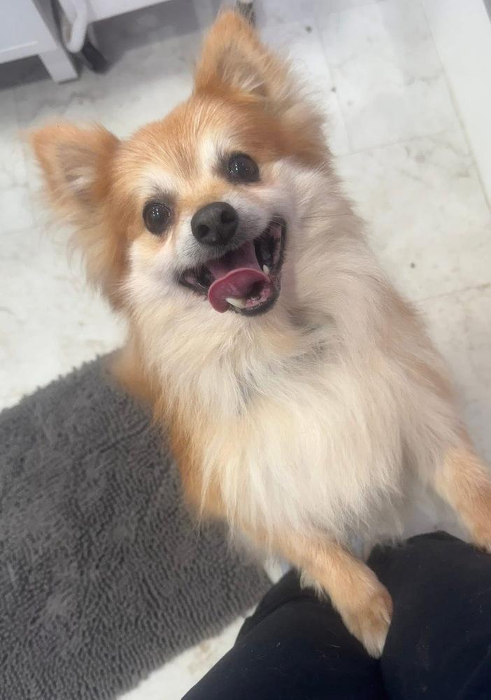 Hero, a Adoptable Pomeranian image 5/6