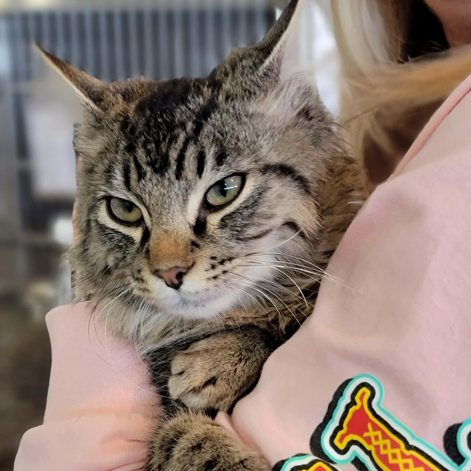 Bandit, adopted, Adult Male Domestic Short Hair.