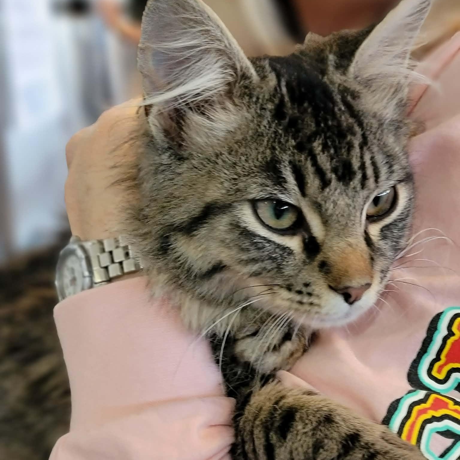 Bandit, an adopted Domestic Short Hair in Myrtle Beach, SC image 2/4