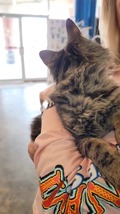 Enlarge Bandit, an adopted Domestic Short Hair in Myrtle Beach, SC video 4/4