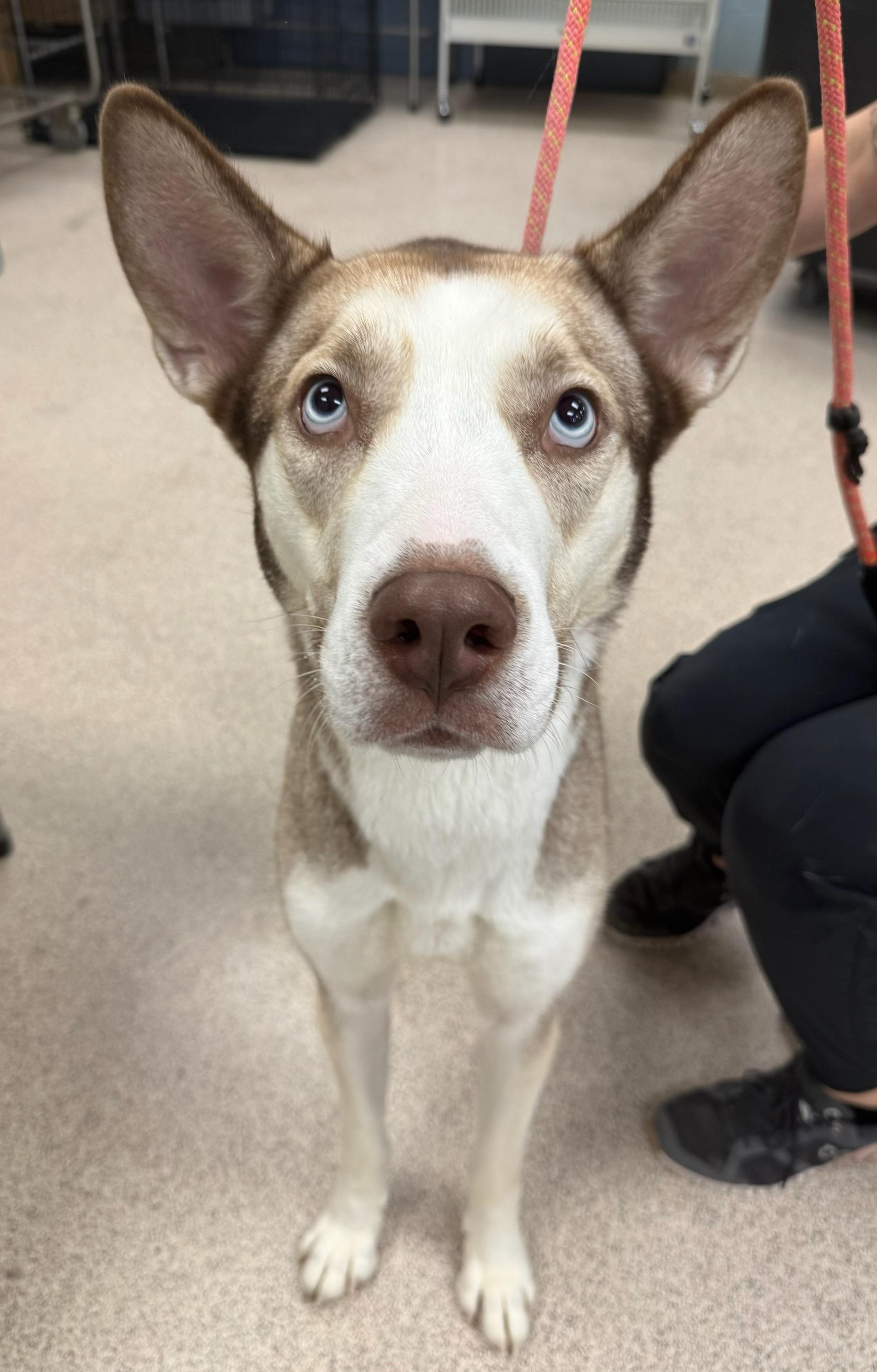 Enlarge Honey, an adoptable Husky in Teterboro, NJ image 1/1