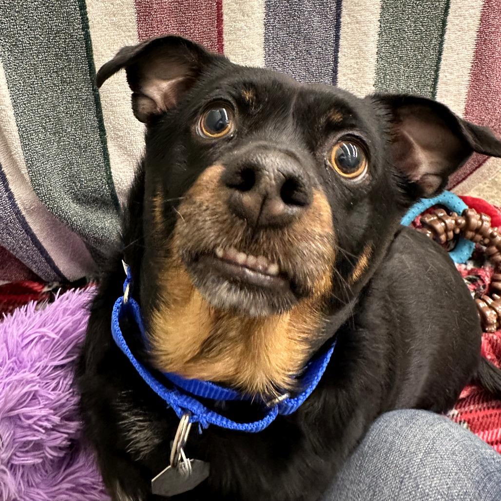 Enlarge Luffy, a Adoptable mixed breed in Woodinville, WA image 1/3