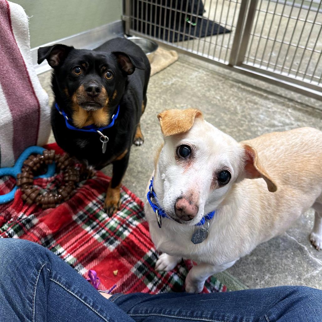 Enlarge Luffy, a Adoptable mixed breed in Woodinville, WA image 2/3