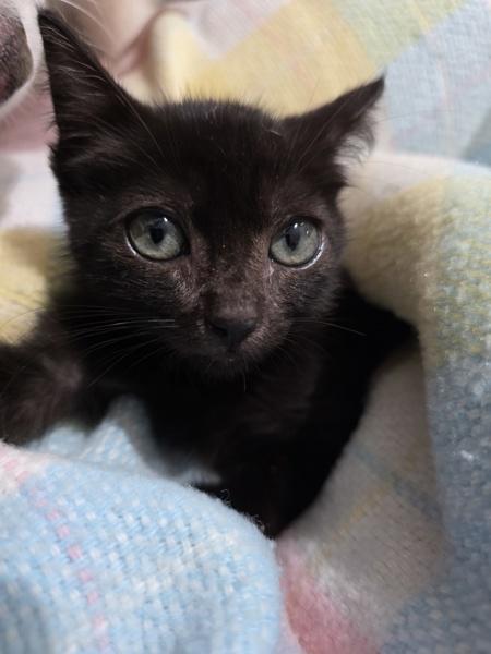 Enlarge Sunflower, a Adoptable mixed breed in Mobile, AL image 1/1