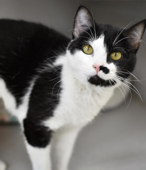 Enlarge Tiny, a Adoptable Domestic Short Hair in Marietta, GA image 1/1