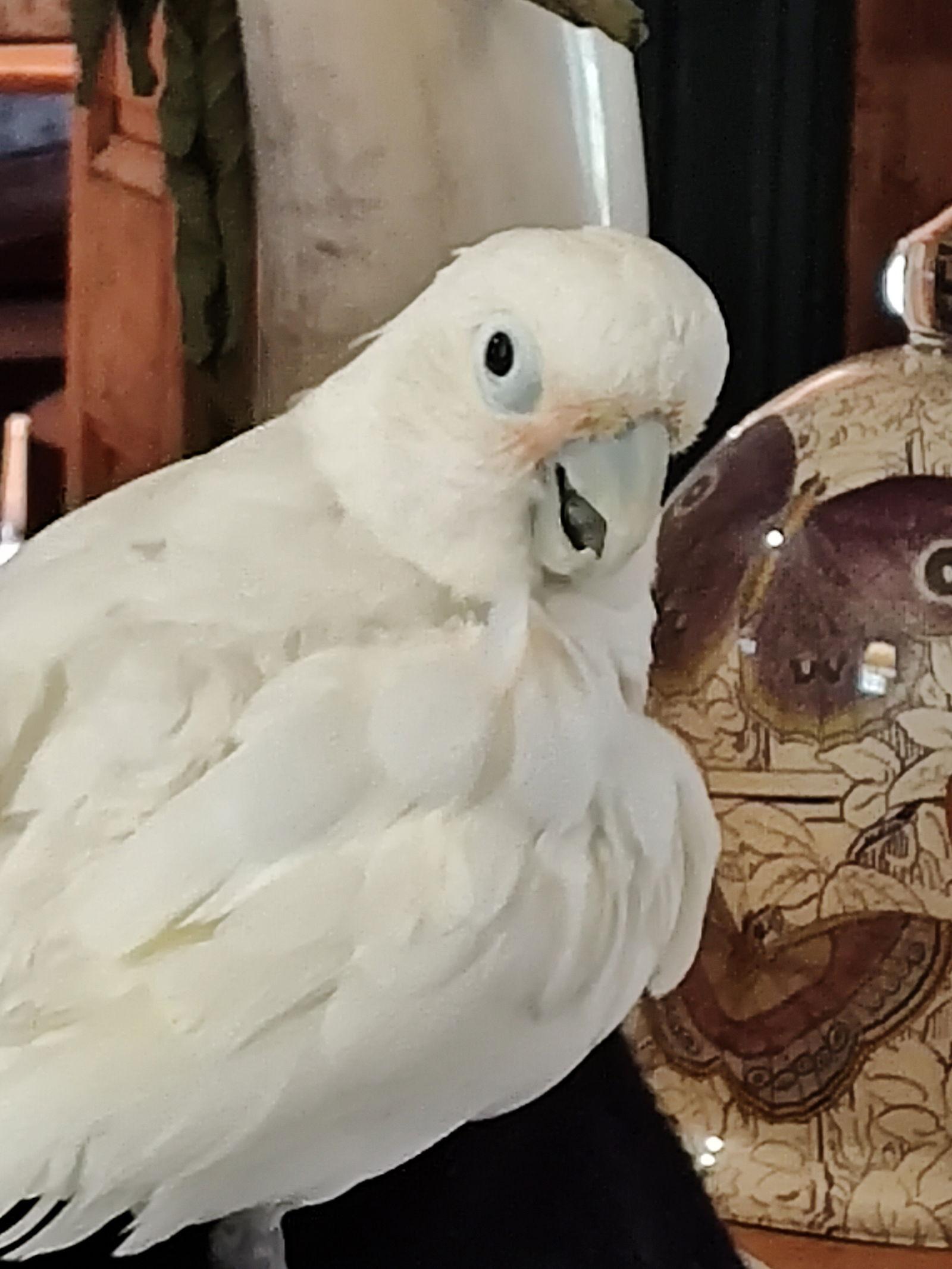 Enlarge Benny, a Adoptable Cockatoo in Belford, NJ image 1/3
