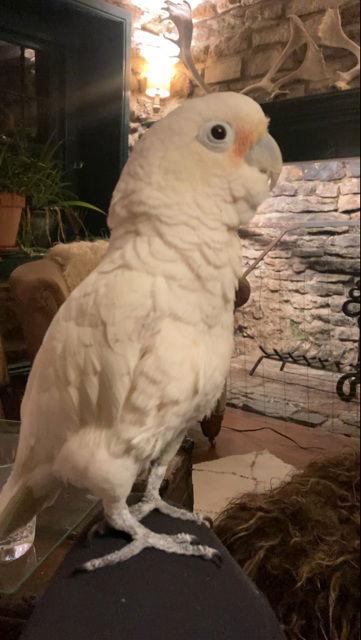 Enlarge Benny, a Adoptable Cockatoo in Belford, NJ image 2/3