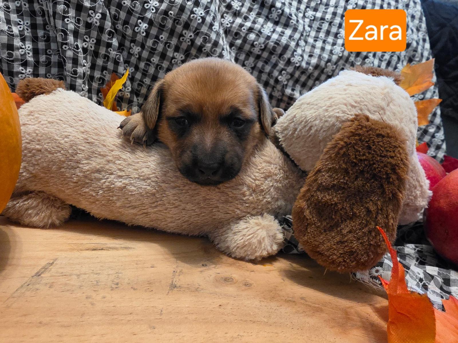 Puppy Zara, Adoptable, Puppy Female Dachshund.