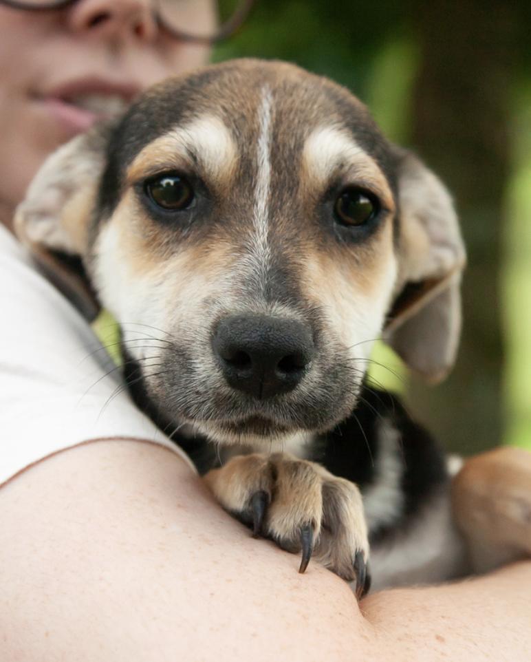 Mazey, an adopted Mixed Breed in Franklin, TN image 3/3