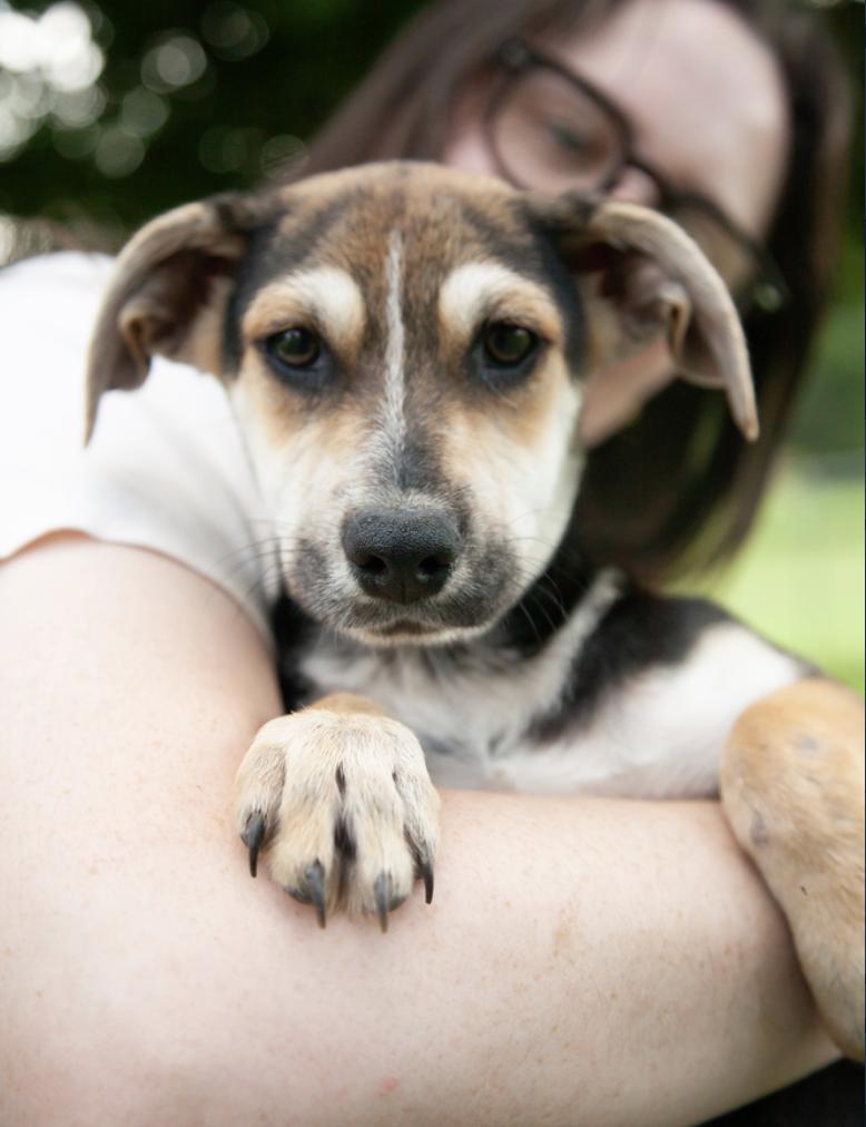 Mazey, an adopted Mixed Breed in Franklin, TN image 1/3