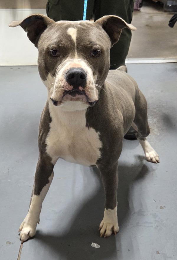 25-12-3498b Beau, Adoptable, Adult Male Pit Bull Terrier.