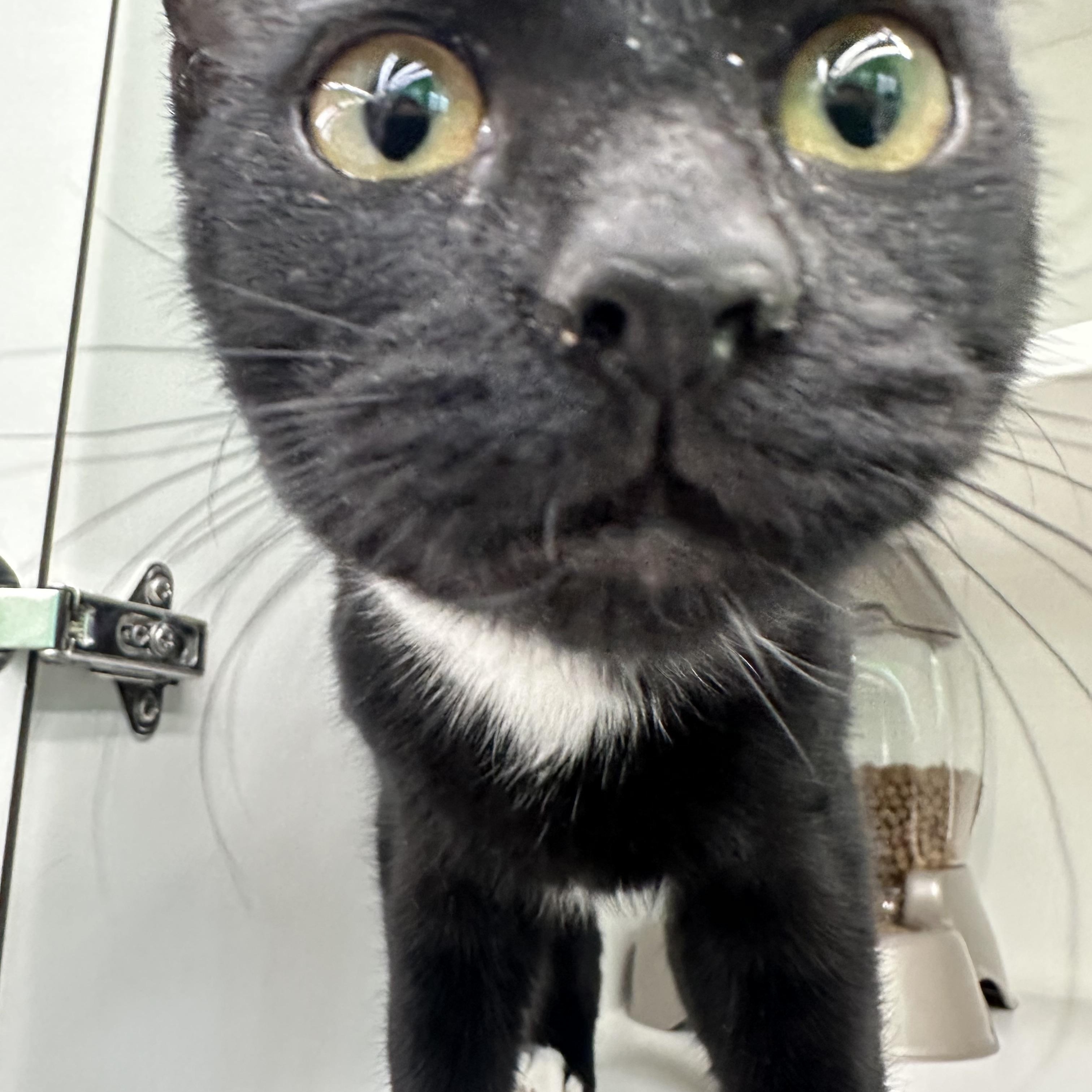 Enlarge Minnie, an adopted Domestic Short Hair in Easley, SC image 2/2