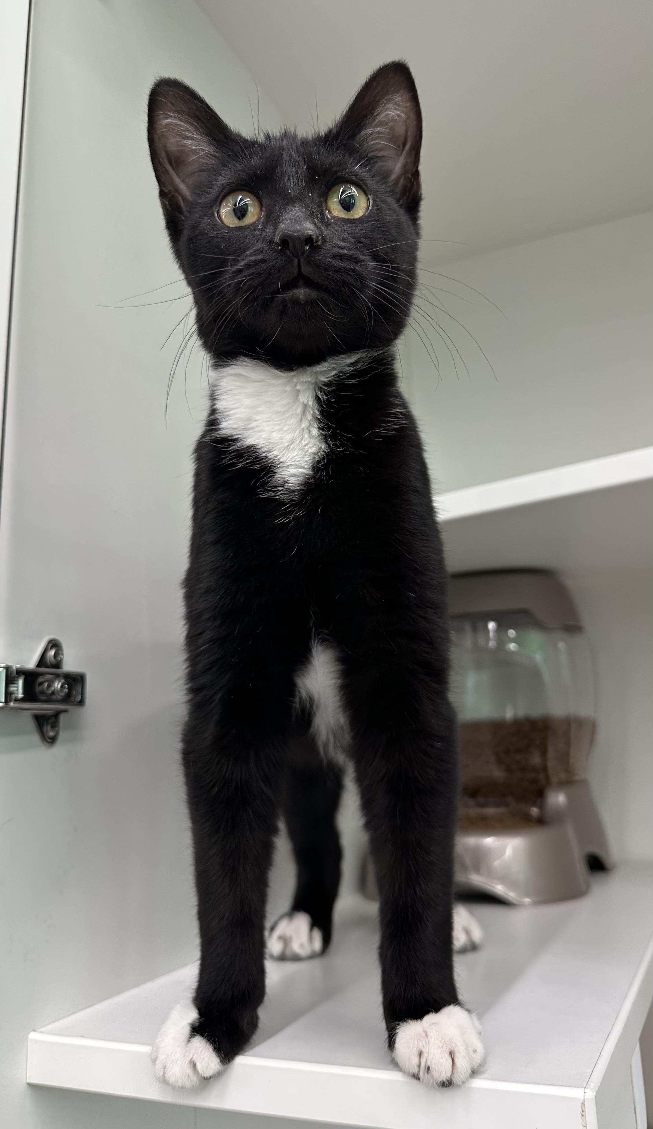 Enlarge Minnie, an adopted Domestic Short Hair in Easley, SC image 1/2