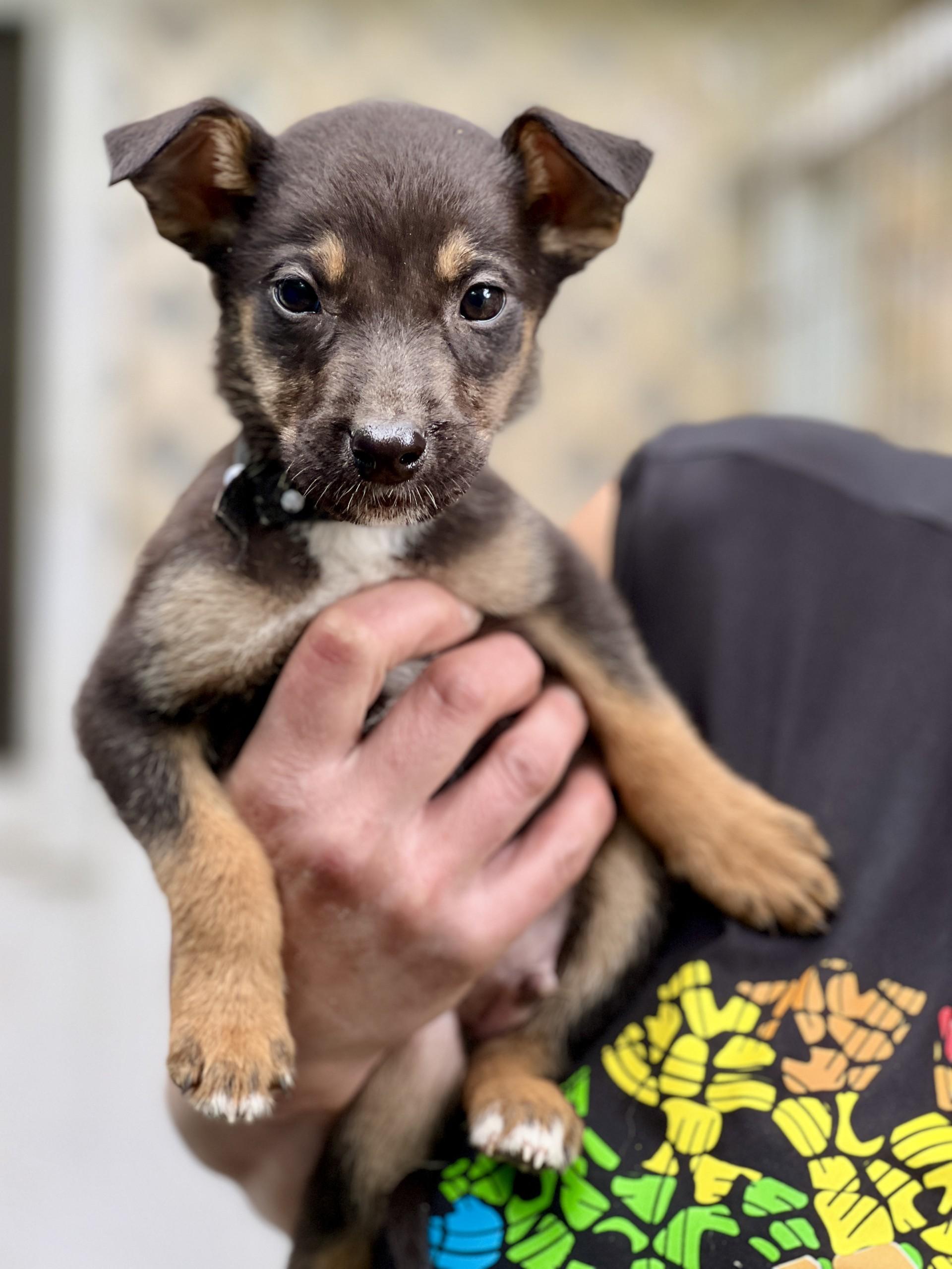 Enlarge Peter, a Adoptable mixed breed in Gualala, CA image 2/4
