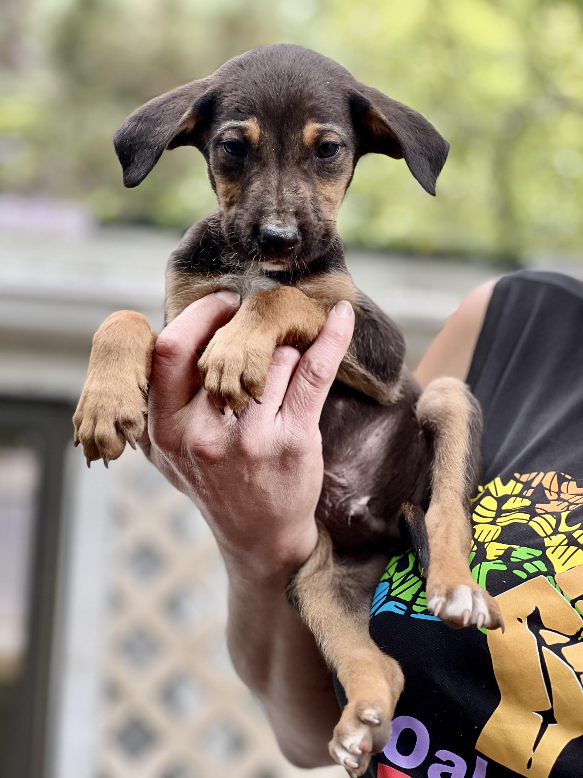 Enlarge Peter, a Adoptable mixed breed in Gualala, CA image 4/4