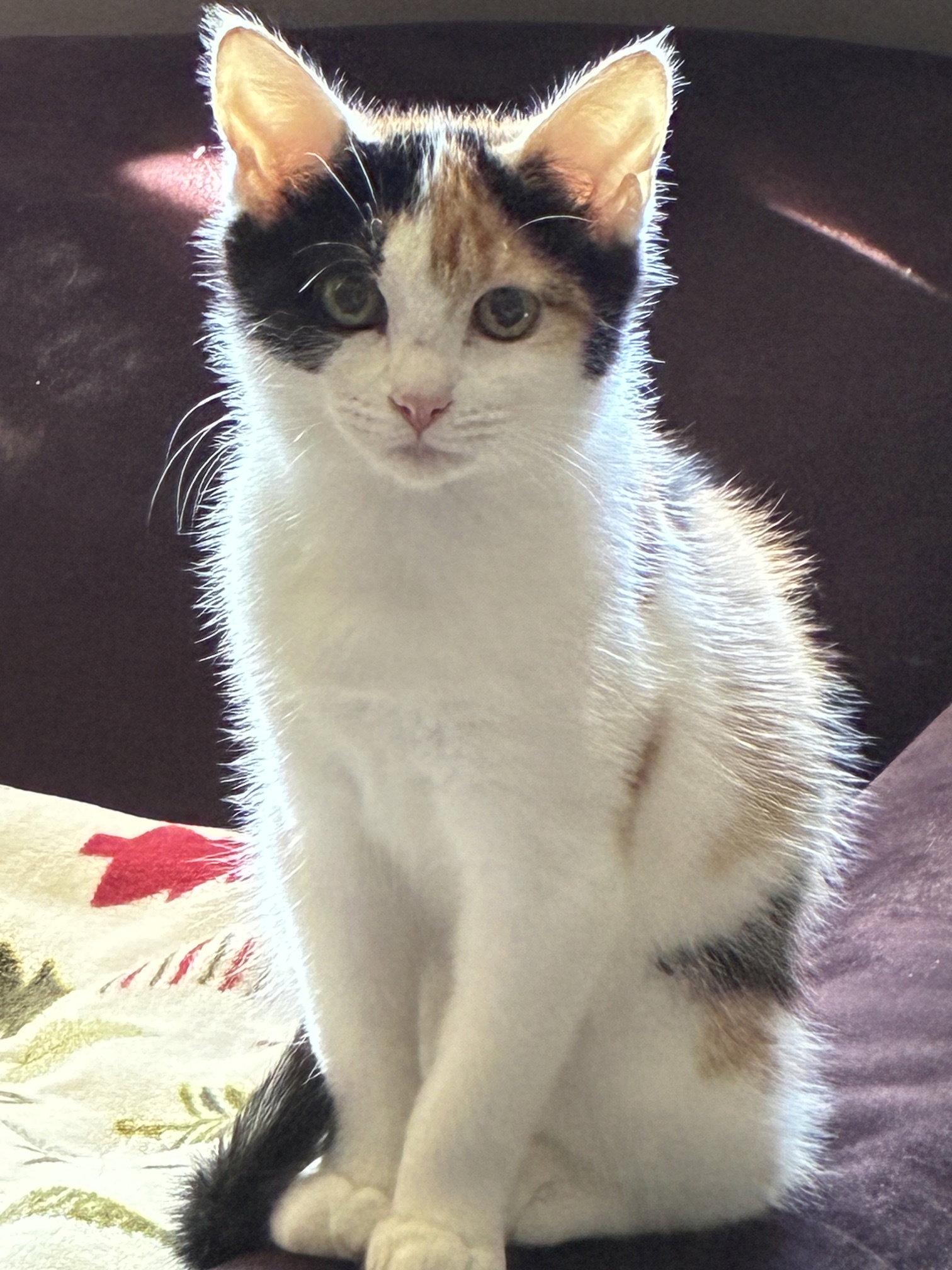 Enlarge Kasey, a Adoptable Domestic Short Hair in Naugatuck, CT image 1/3