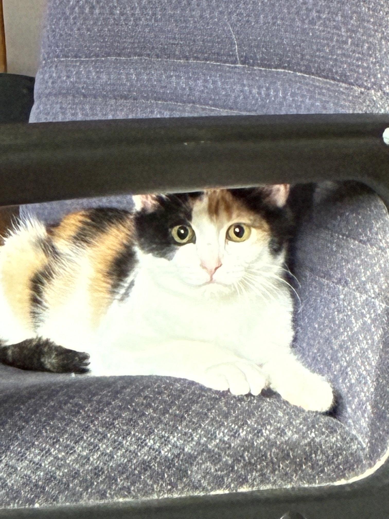 Enlarge Kasey, a Adoptable Domestic Short Hair in Naugatuck, CT image 2/3