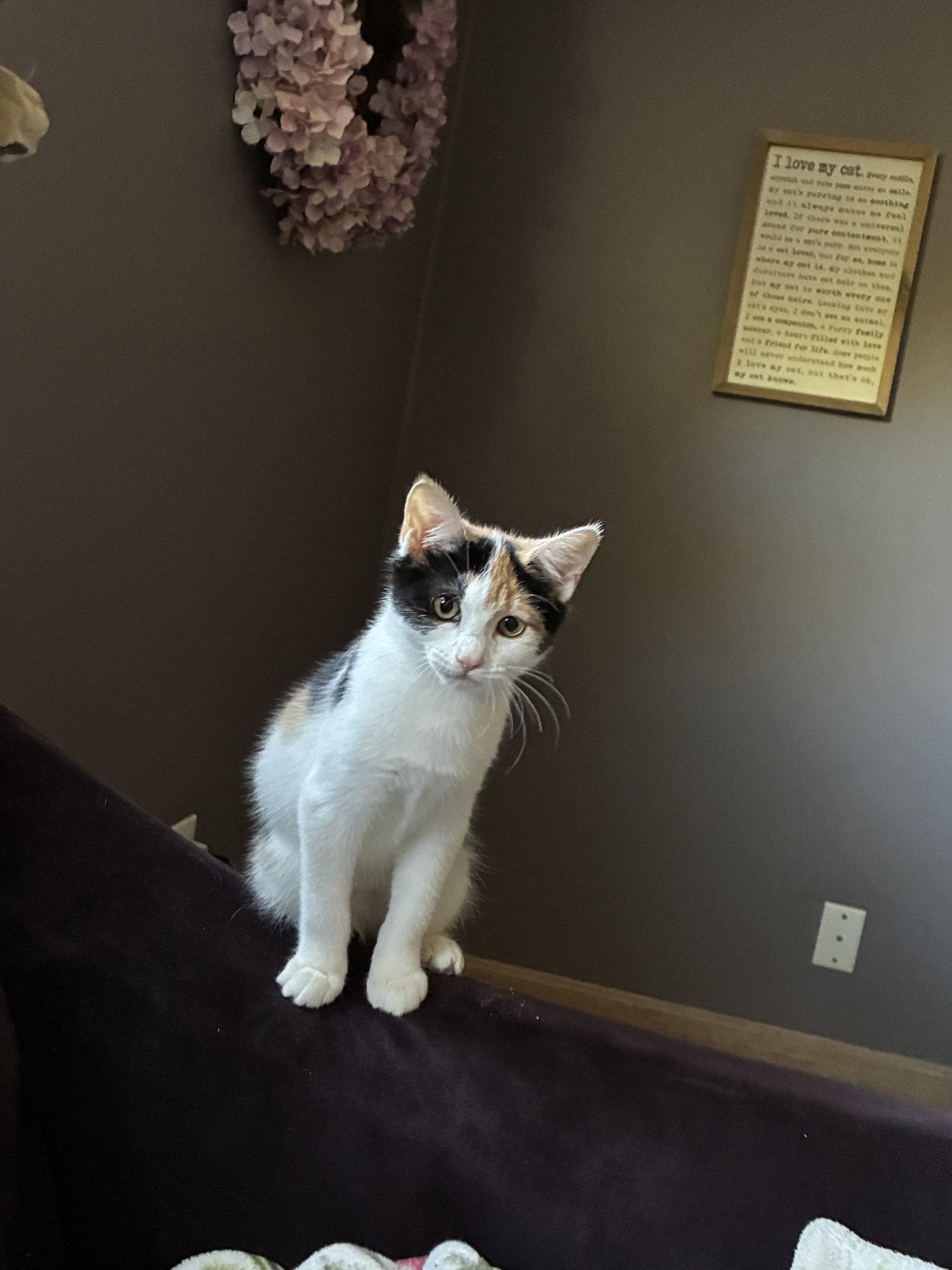 Enlarge Kasey, a Adoptable Domestic Short Hair in Naugatuck, CT image 3/3