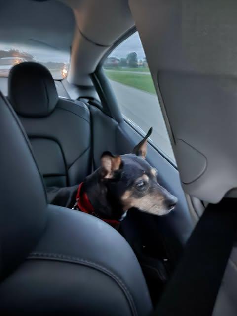 Lulu, a ADOPTABLE mixed breed in Merrillville, IN image 4/4