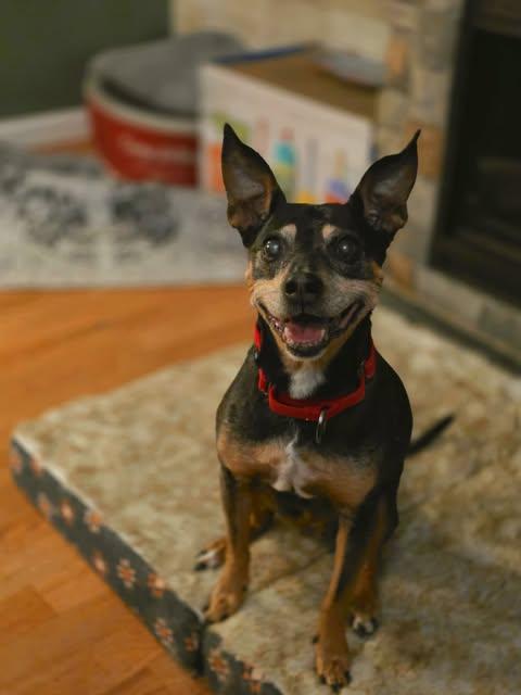 Lulu, a ADOPTABLE mixed breed in Merrillville, IN image 2/4