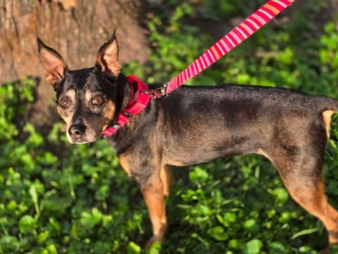 Lulu, a ADOPTABLE mixed breed in Merrillville, IN image 3/4