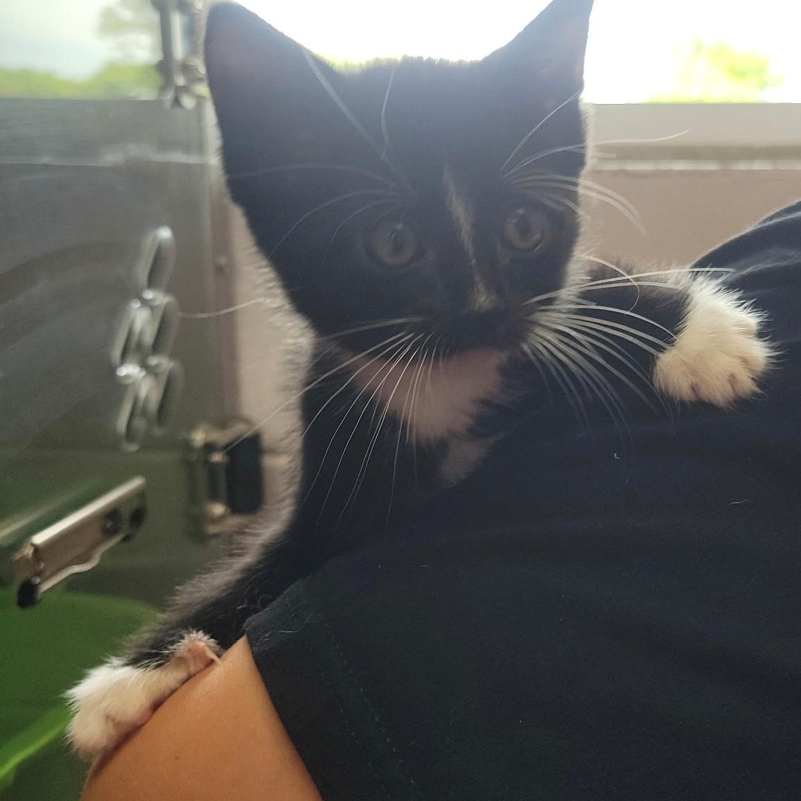 Enlarge Drywall, a Adopted Domestic Short Hair in Allegan, MI image 1/1
