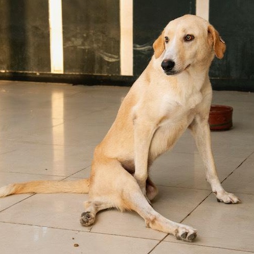 Enlarge Mr. Happy Gary (Boji), a Adoptable mixed breed in Vancouver, BC image 5/6