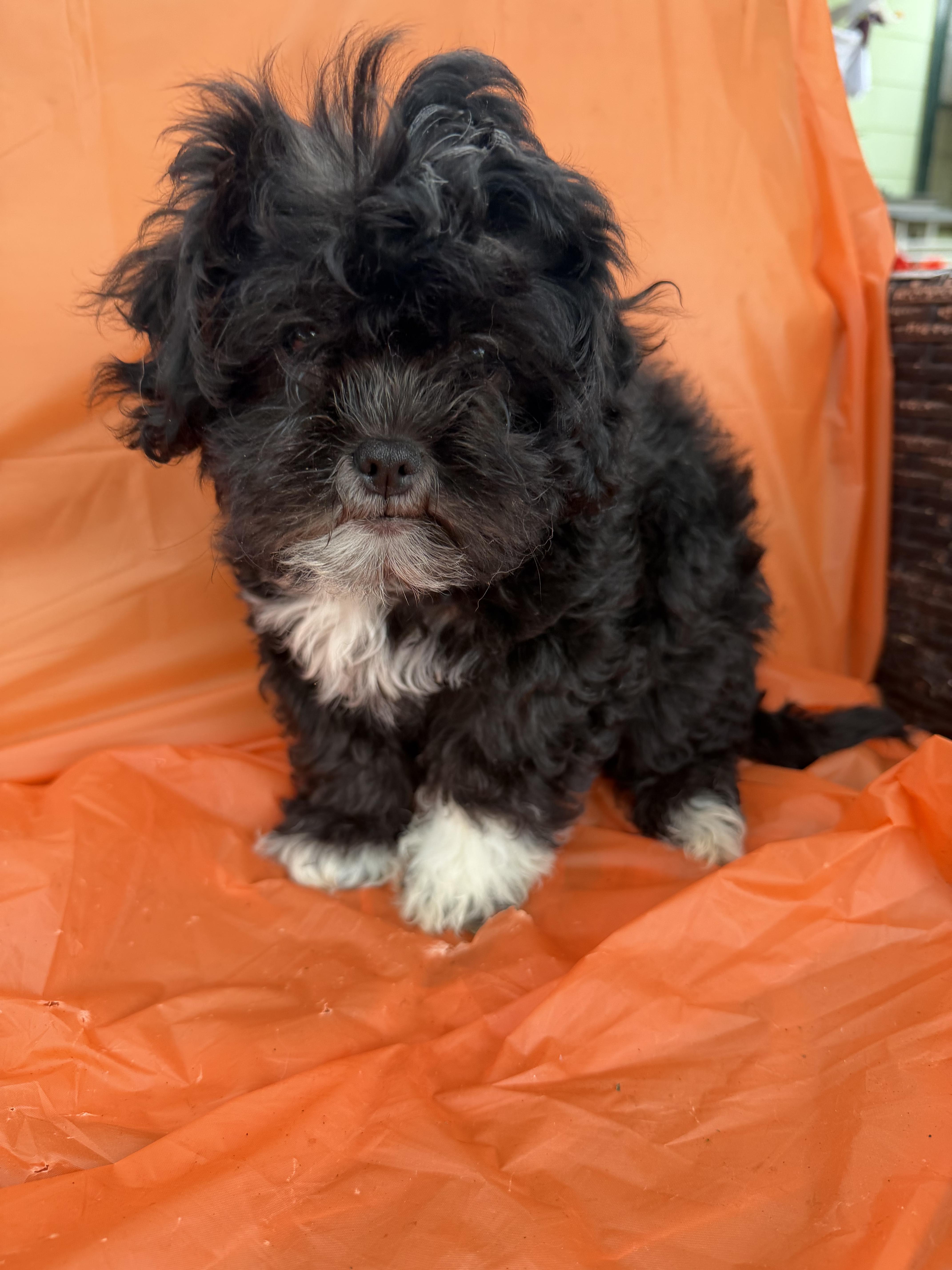Enlarge Nashy, a Adopted mixed breed in Warwick, RI image 2/4
