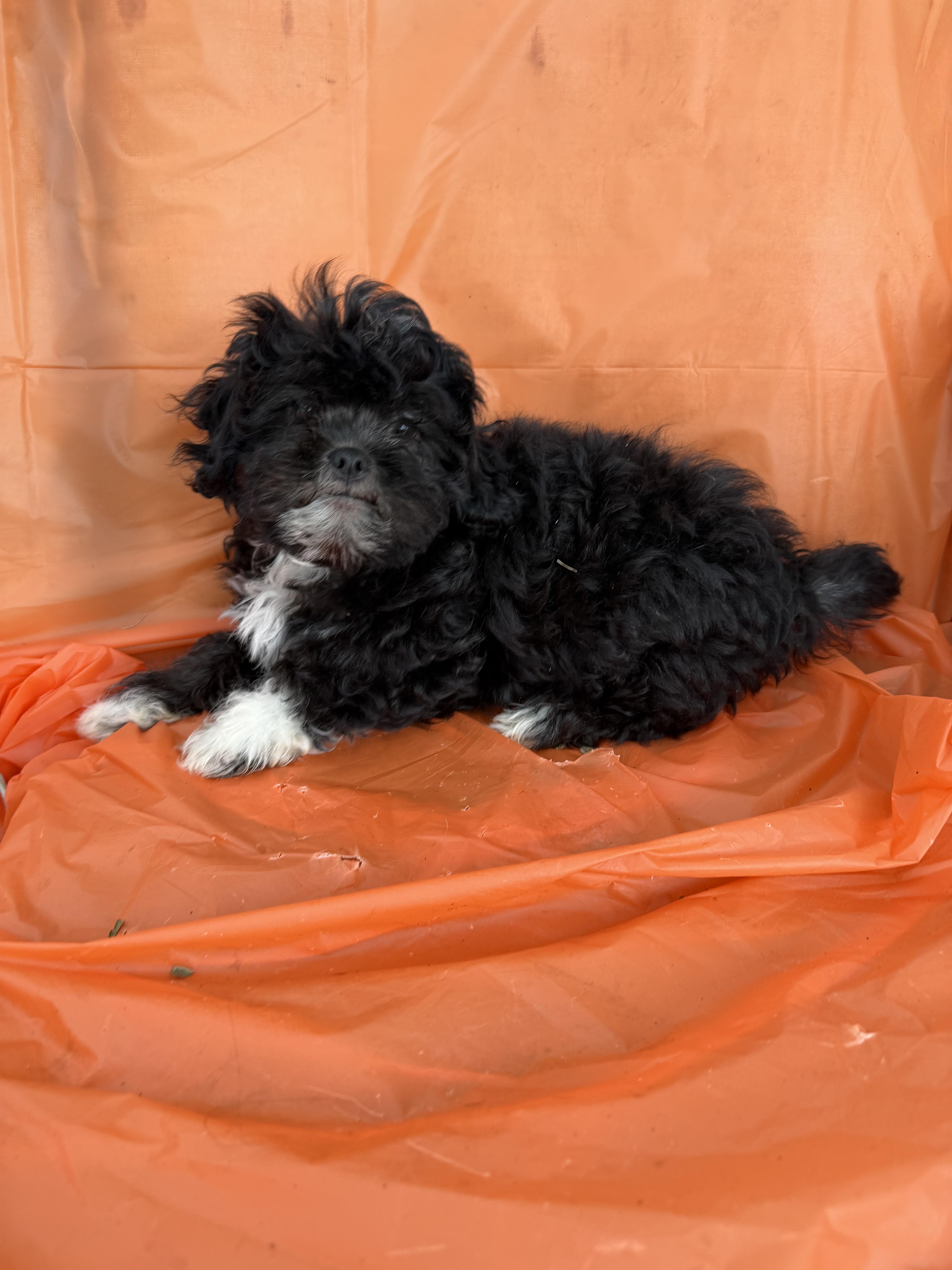 Enlarge Nashy, a Adopted mixed breed in Warwick, RI image 4/4