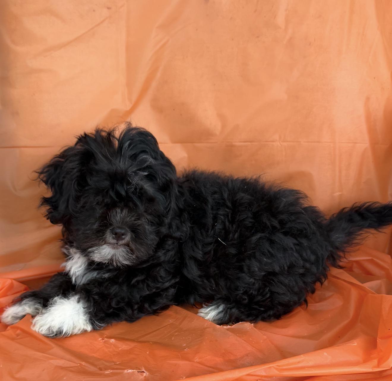 Enlarge Nashy, a Adopted mixed breed in Warwick, RI image 3/4
