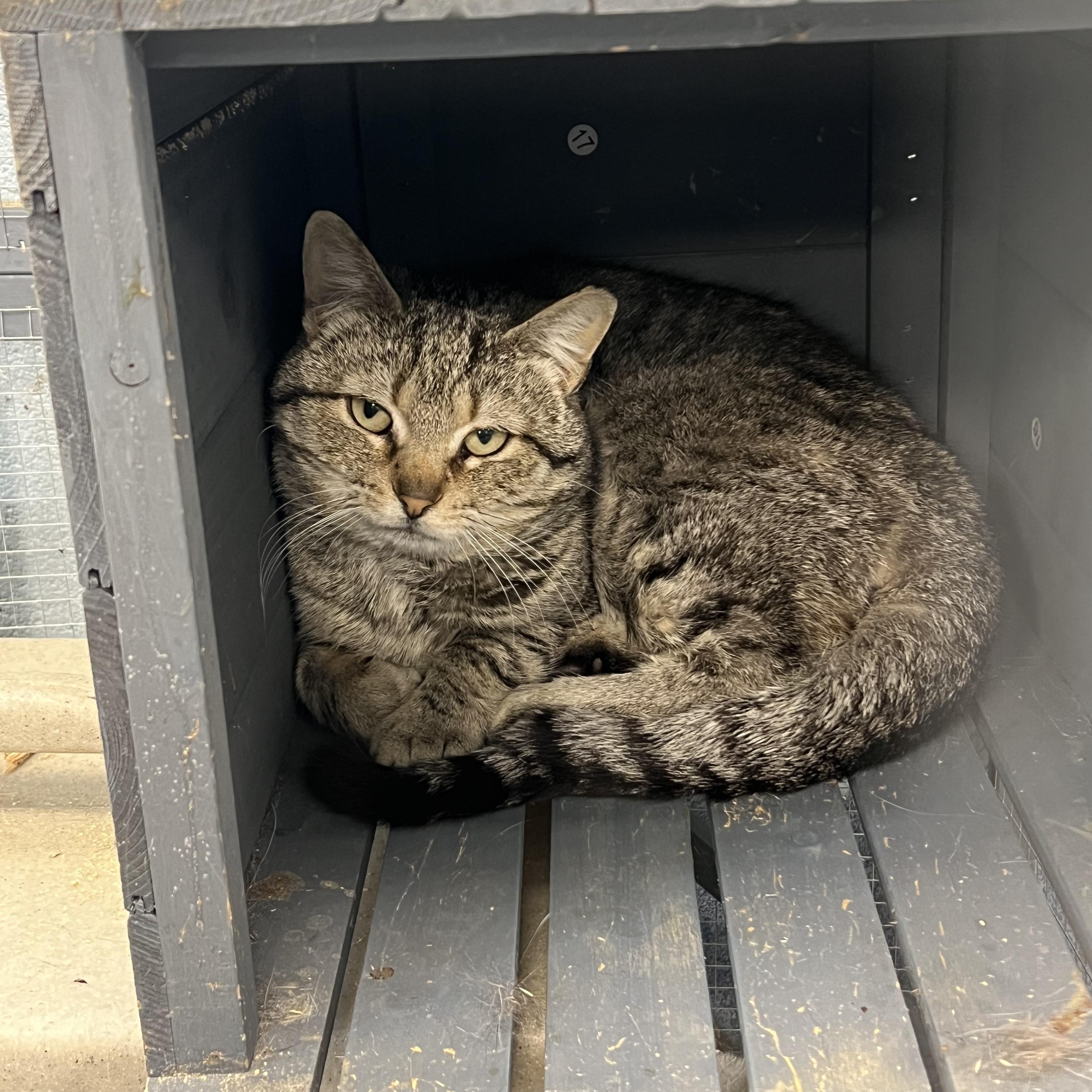 Dos (working cat) Adoption fee sponsored, Adoptable, Young Male Domestic Short Hair.