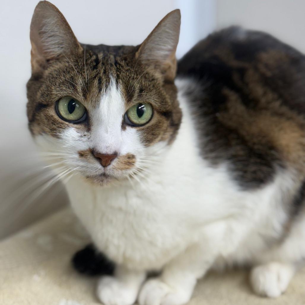 Enlarge Cali, a Adoptable Domestic Short Hair in Ridgely, MD image 1/1