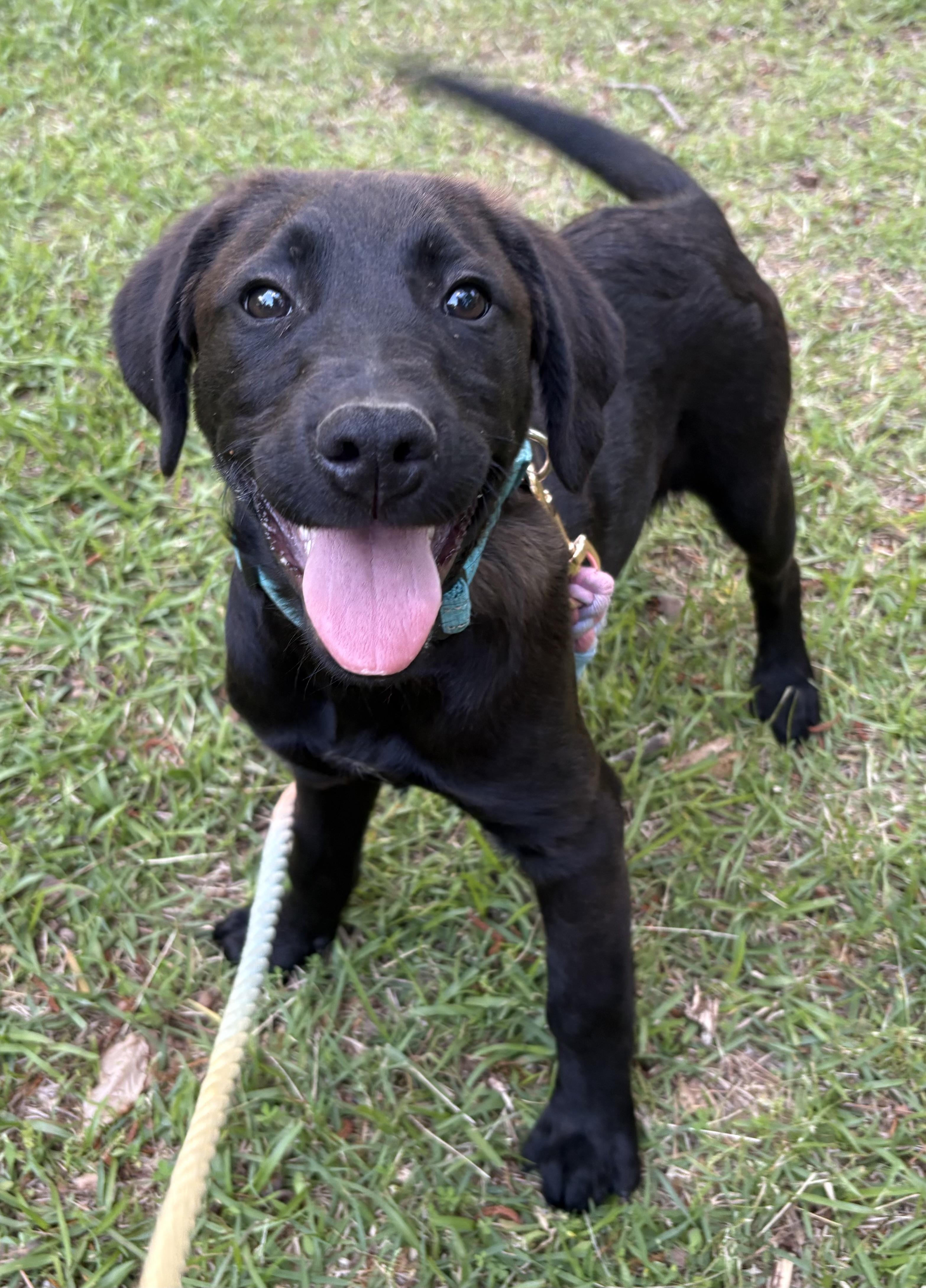 Easton, Adoptable, Puppy Male Labrador Retriever.