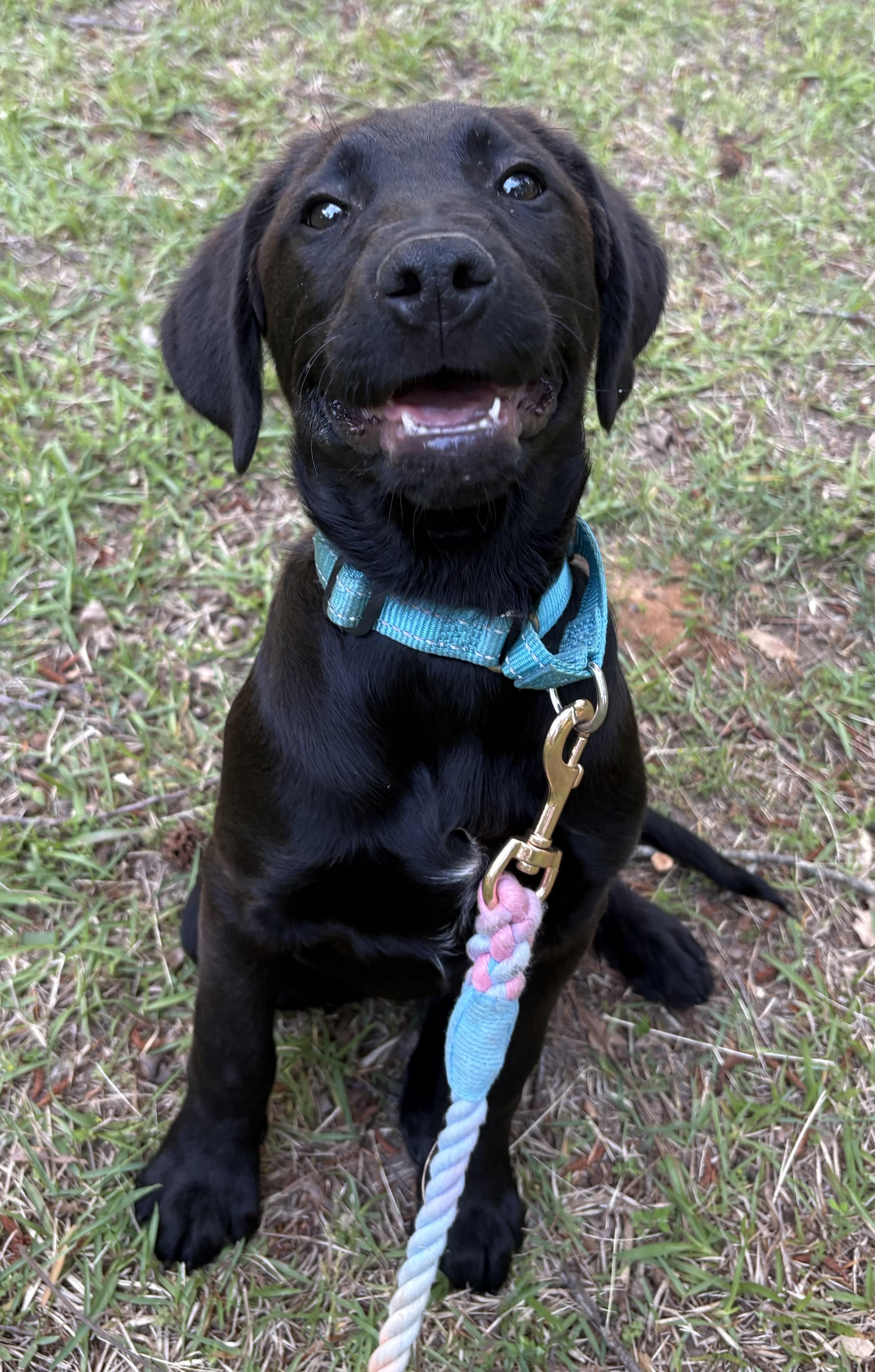 Enlarge Easton, a Adoptable mixed breed in Westport, CT image 2/3