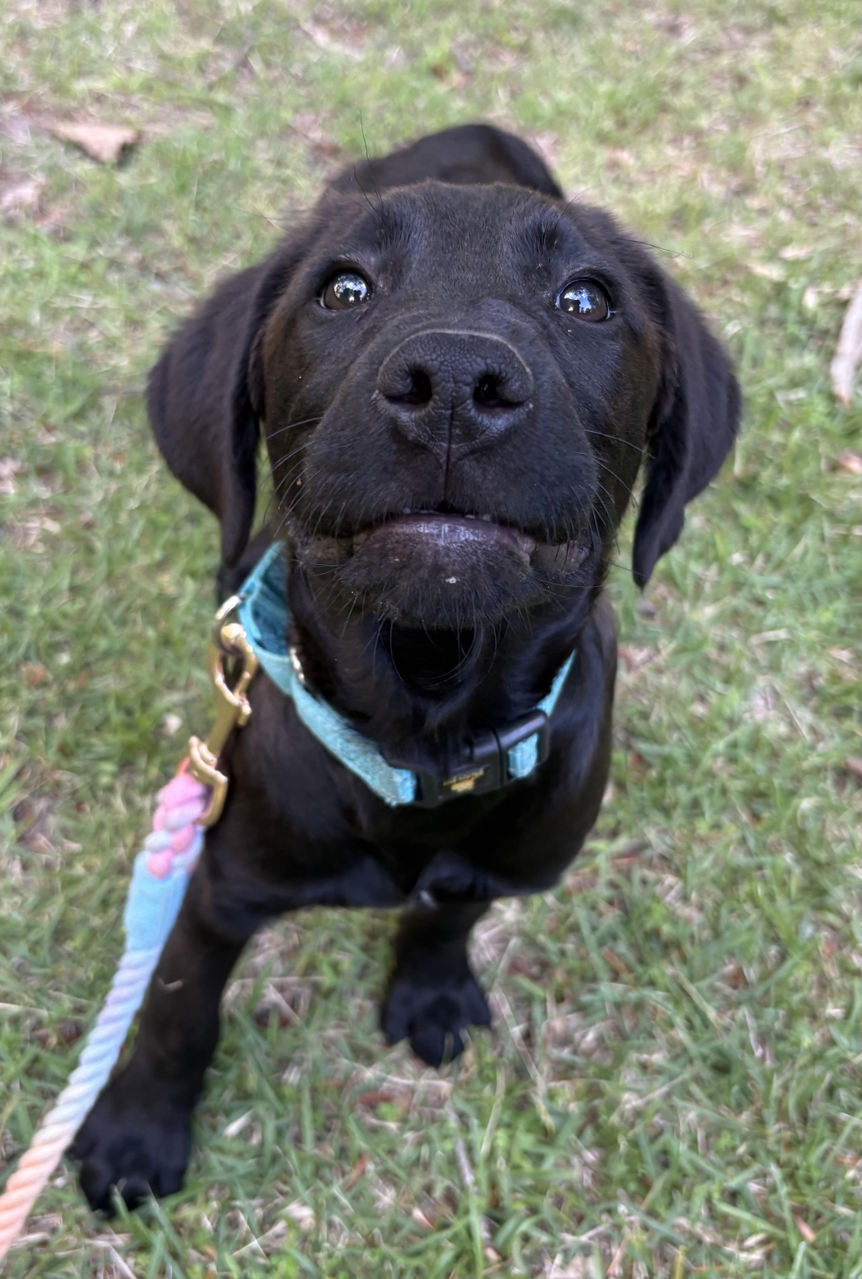 Enlarge Easton, a Adoptable mixed breed in Westport, CT image 3/3