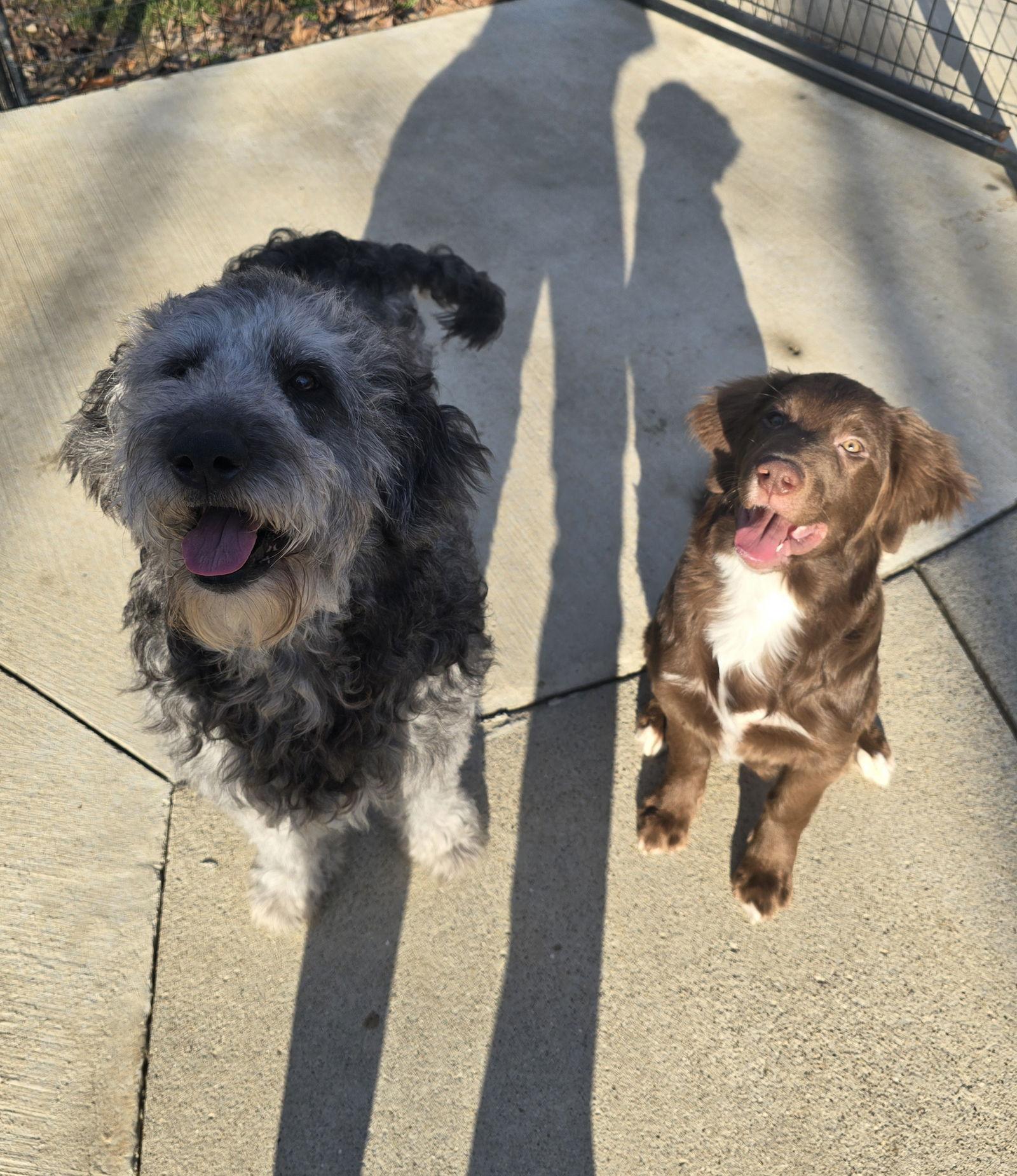 Otis, a Adopted mixed breed in Columbus, IN image 1/3