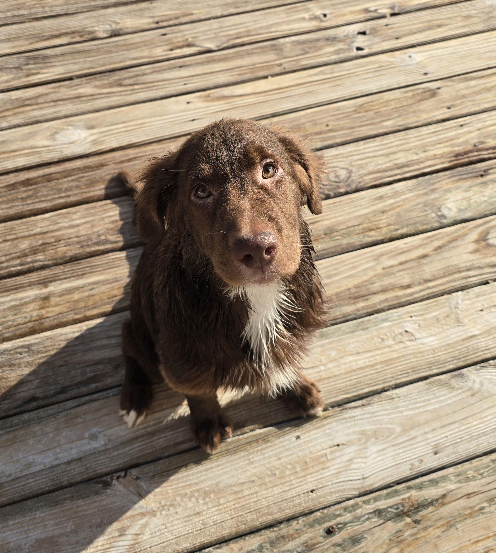Otis, a Adopted mixed breed in Columbus, IN image 3/3