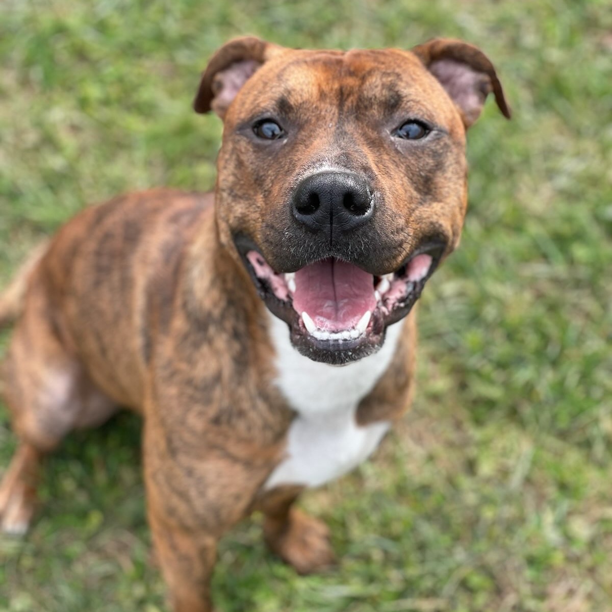 Enlarge Donny, a Adoptable mixed breed in Belmont, NY image 1/3