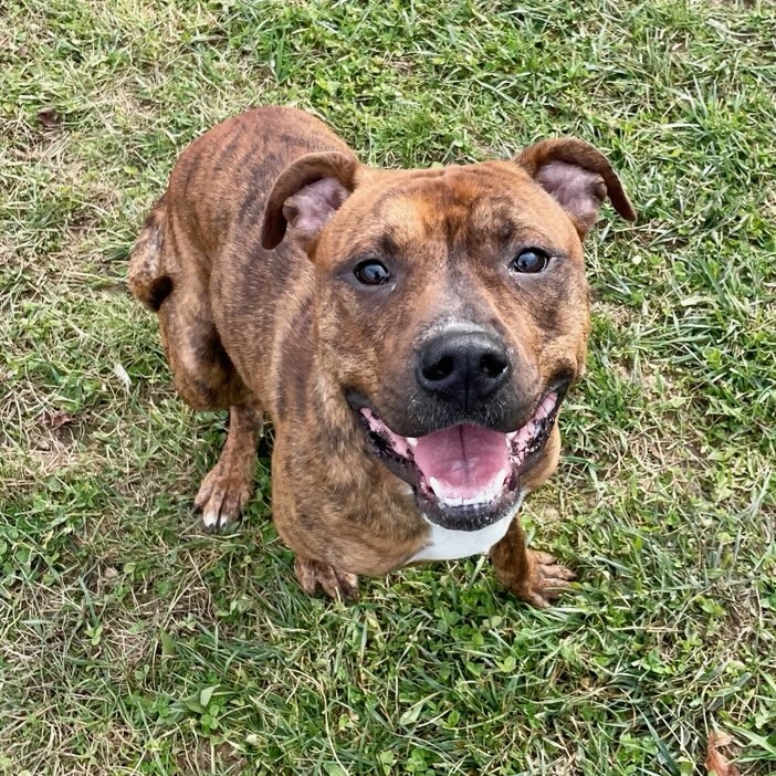 Enlarge Donny, a Adoptable mixed breed in Belmont, NY image 3/3