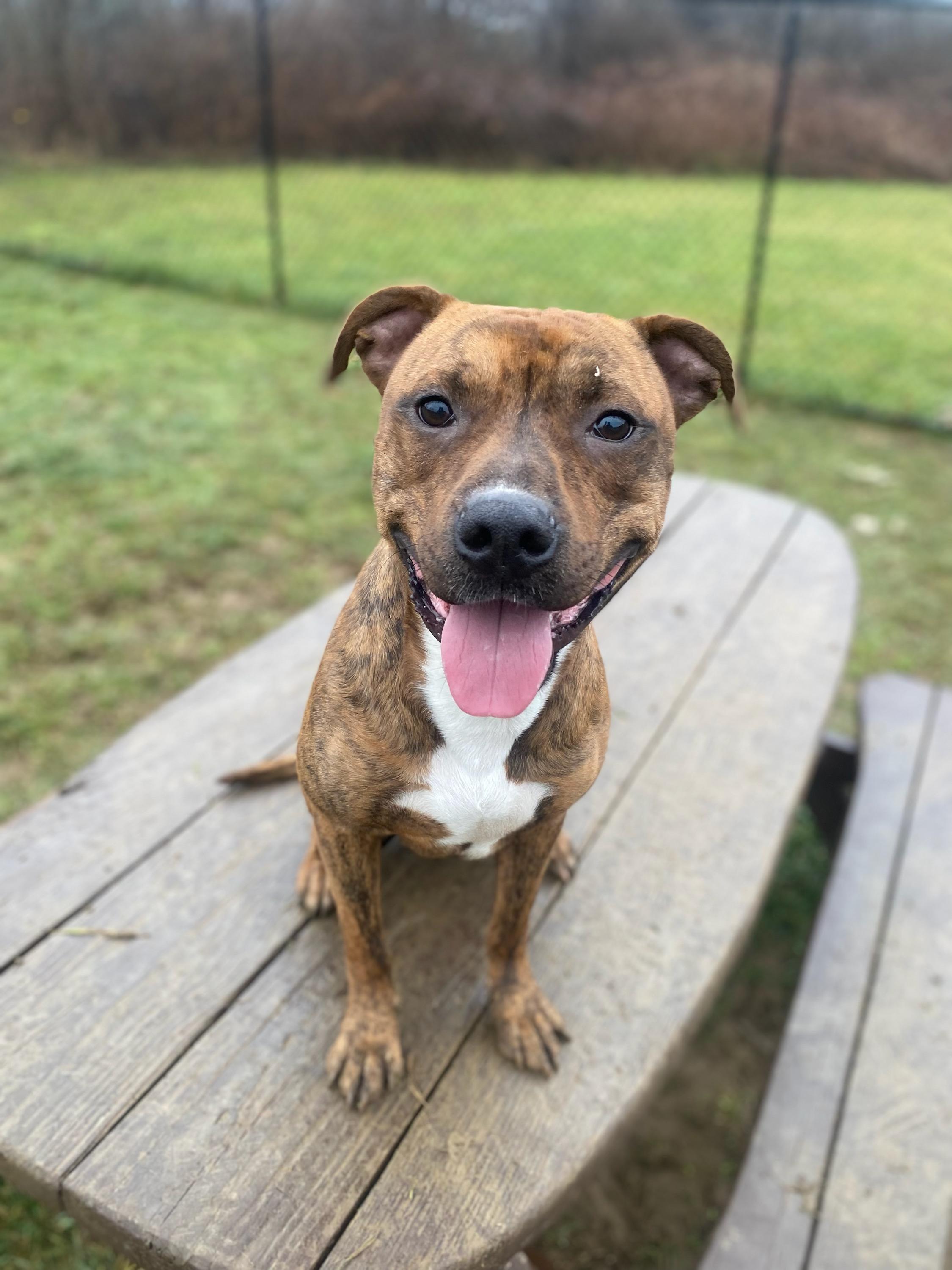 Enlarge Donny, a Adoptable mixed breed in Belmont, NY image 2/3