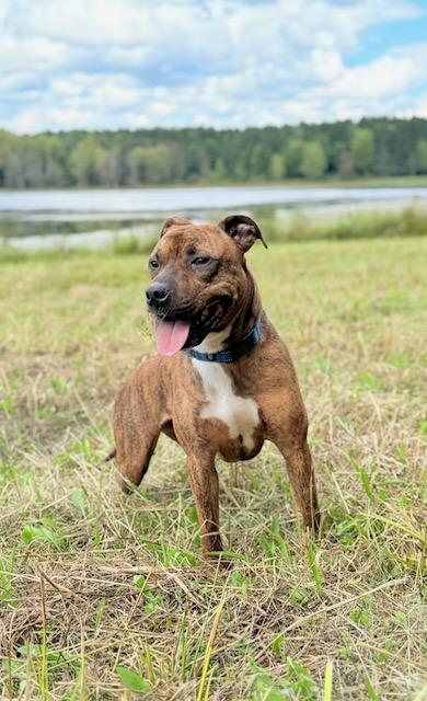 Enlarge Donny, a Adoptable mixed breed in Belmont, NY image 4/5