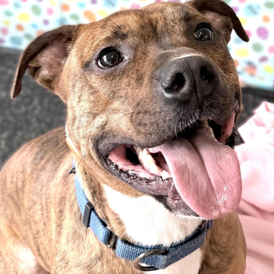 Enlarge Donny, a Adoptable mixed breed in Belmont, NY image 1/4