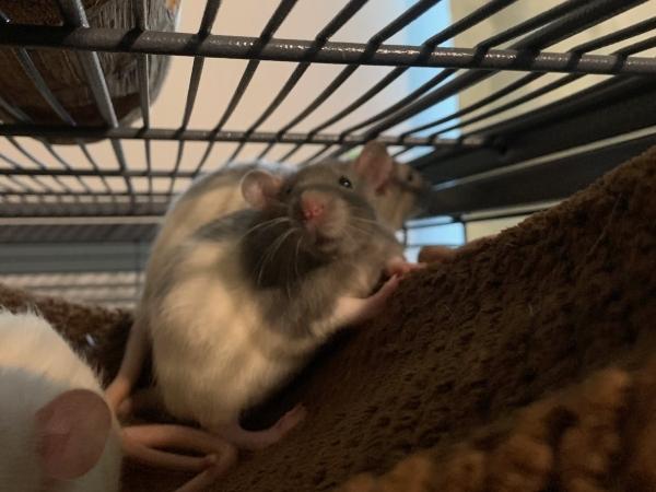 Jam & Preserves, Adult Female Rat