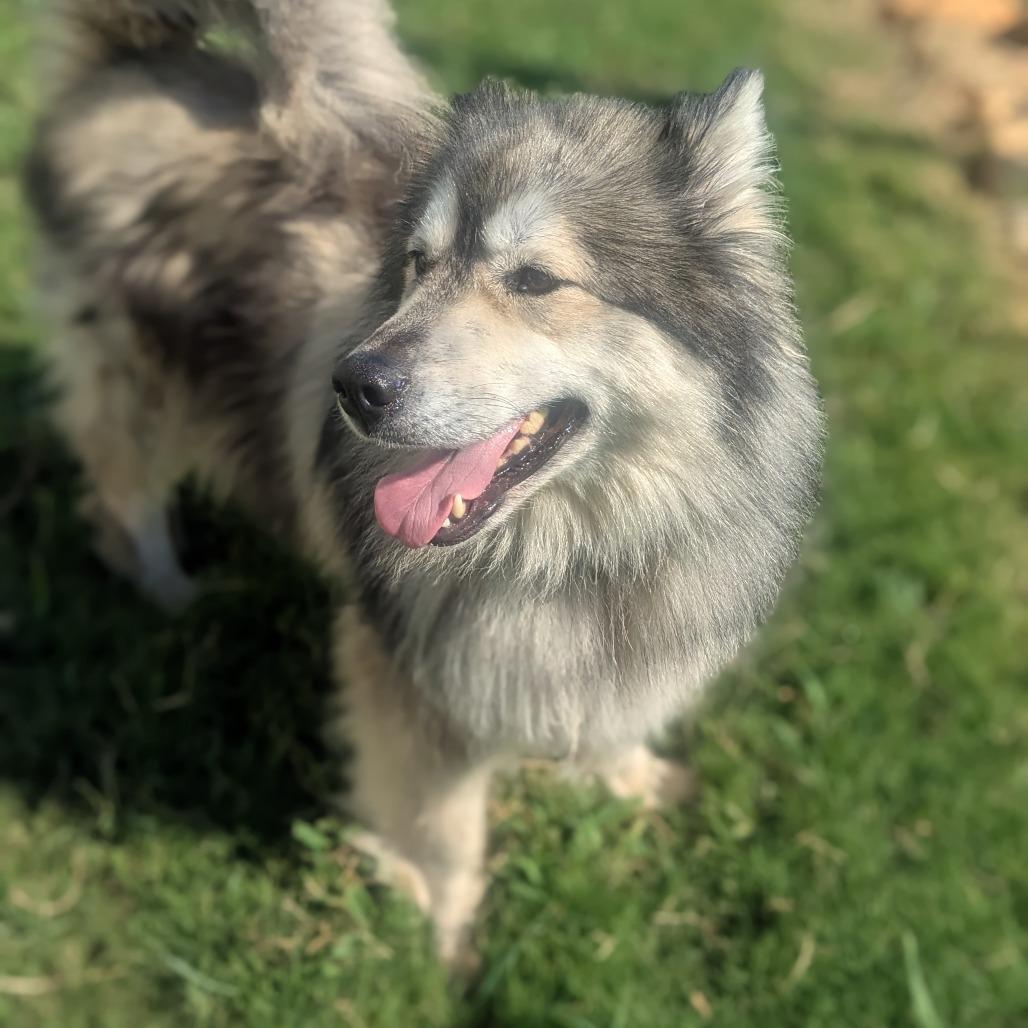 Harvi (BAS), Adoptable, Adult Female Alaskan Malamute & Mixed Breed.